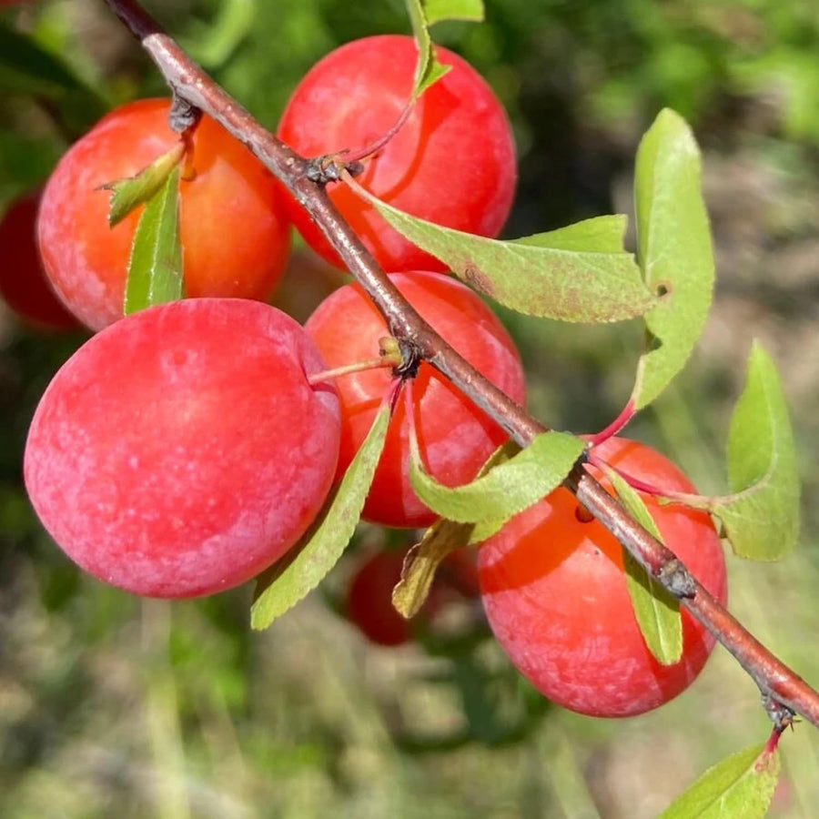 2 Plum Trees Live Plants, 12 to 18 Inch Height, Bareroots, American Plum Plant Live for Planting Outdoors, Wild Plum Tree Plant