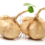 96 Heirloom Jicama Seeds, Jimaca Climbing for Vegetable Gardening