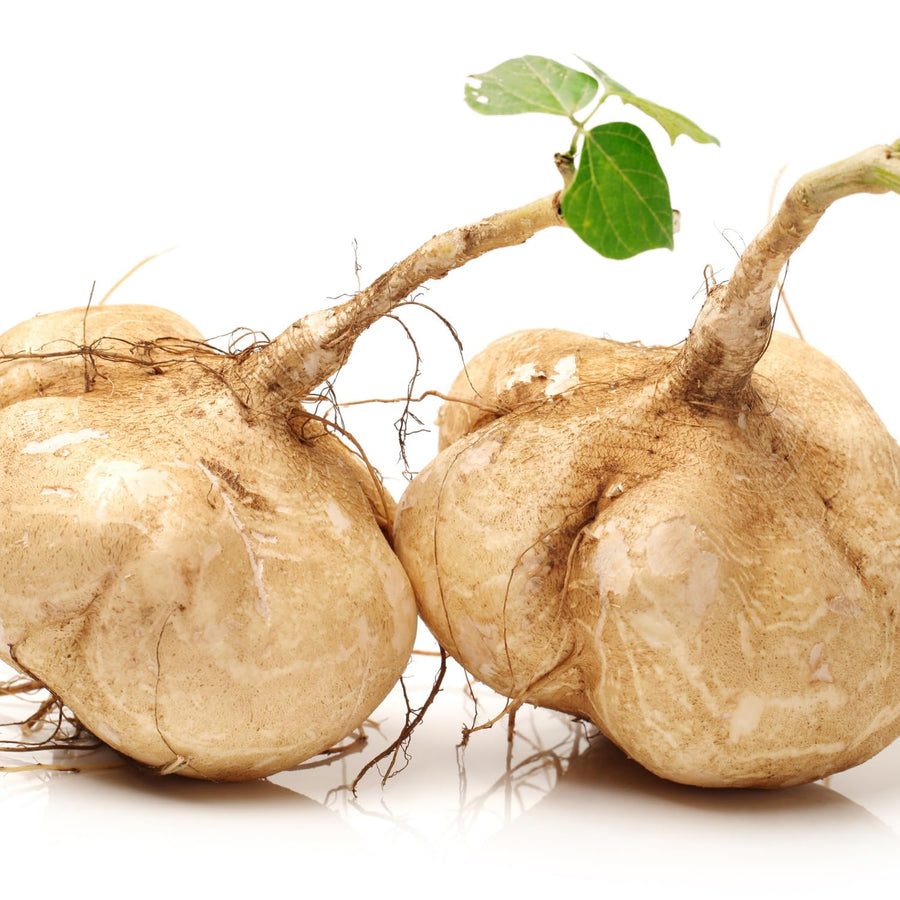 96 Heirloom Jicama Seeds, Jimaca Climbing for Vegetable Gardening