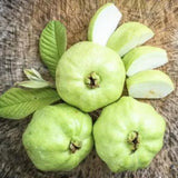 Guava Plant Live, White Guava Tree Live Plant in 4 Inc Potted, Easy Tropical Fruit for Gardens