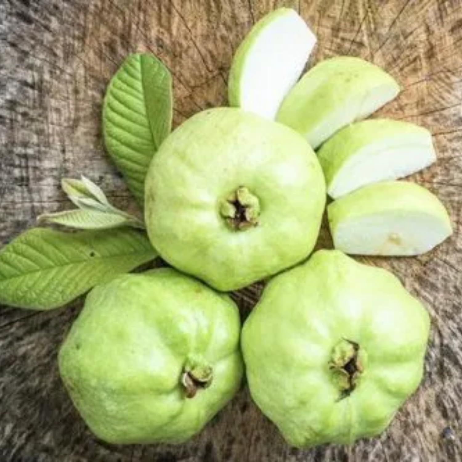 Guava Plant Live, White Guava Tree Live Plant in 4 Inc Potted, Easy Tropical Fruit for Gardens