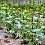 Lemon Cucumber Plants Live, 2 Plants Per Pots, Vegetable Plants, Cucumber Live Plants for Outdoor Planting, Live Cucumbers Plants