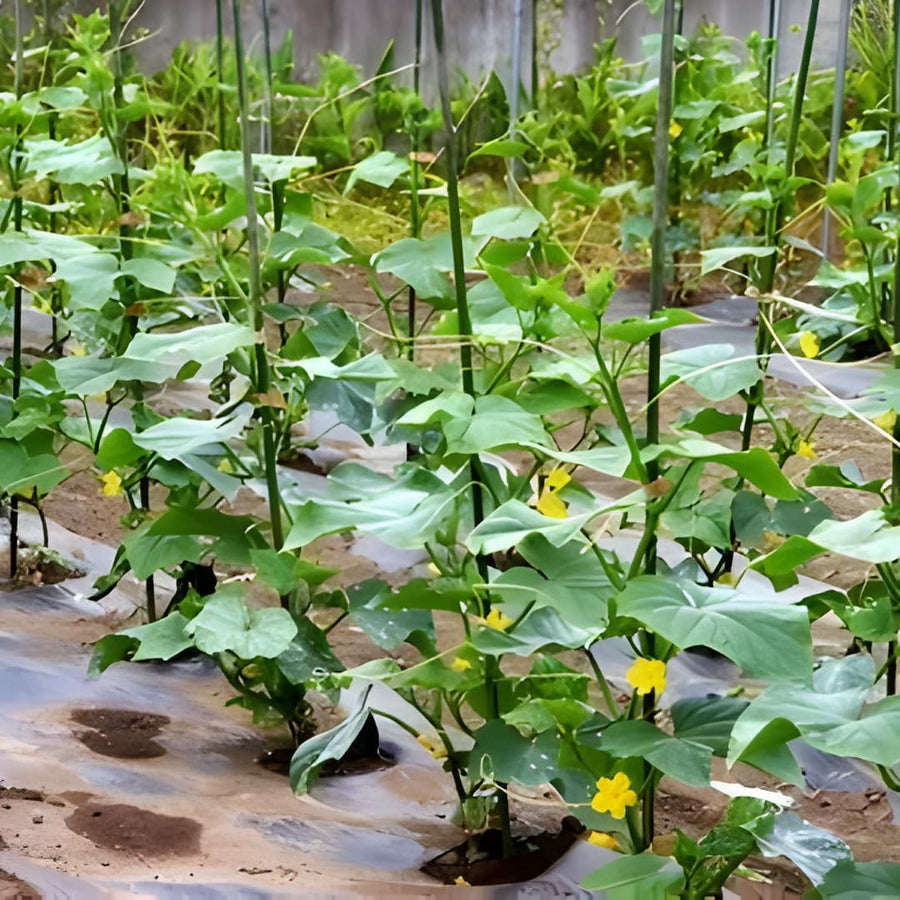 Lemon Cucumber Plants Live, 2 Plants Per Pots, Vegetable Plants, Cucumber Live Plants for Outdoor Planting, Live Cucumbers Plants