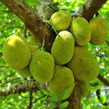 Jackfruit Tree Live Plants, Jackfruit Tropical Fruit Trees, Sweet Fruit Plant from 8-10 Inch Tall in 4 Inch Pot for Outdoor Gardening