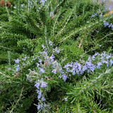 200 Rosemary Seeds, Herb Seeds for Planting in Garden