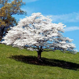 White Dogwood Tree Live Plant 1 Year Old in Quart Pot, 6-12" in Tall, Dormant in Winter, Spring Blooms