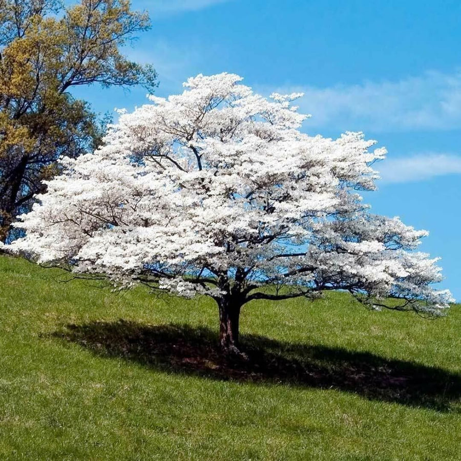 White Dogwood Tree Live Plant 1 Year Old in Quart Pot, 6-12" in Tall, Dormant in Winter, Spring Blooms