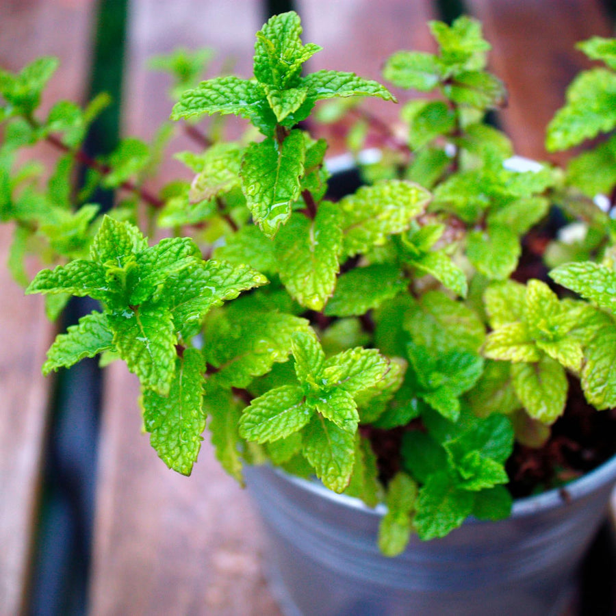 Apple Mint Live Plant 4.5″ Pot, Fragrant Culinary Mint Herb, Easy Care Indoor Outdoor Planting