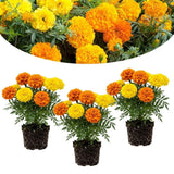 Set 3 African Marigold Live Plant,4-6" Tall, Mix Color Marigolds Flower Plant Live for Outdoor Spaces and Container Gardens, No Pot