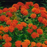 75 Red Milkweed Seeds for Planting, Milkweed Flower Seed
