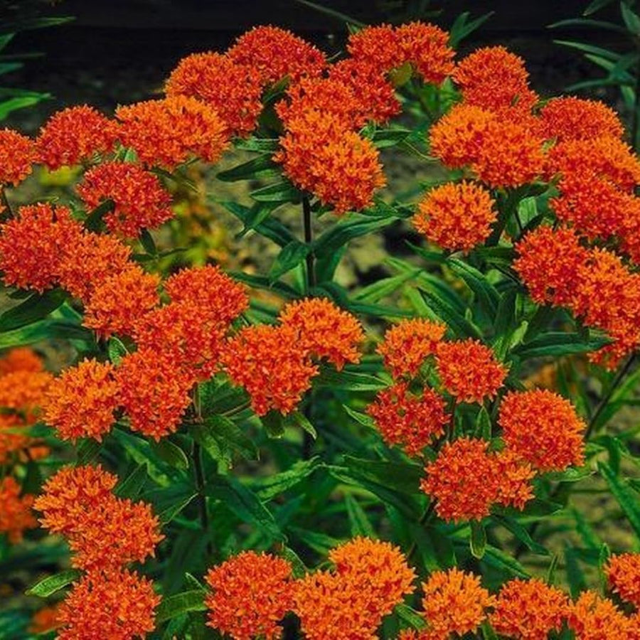 75 Red Milkweed Seeds for Planting, Milkweed Flower Seed