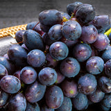 Black Grape Vine Plant Live Bareroot for Planting 1-2 Year Old, Summer Grape Plant Live Grape Tree, Black Grape Fruit Tree for Planting