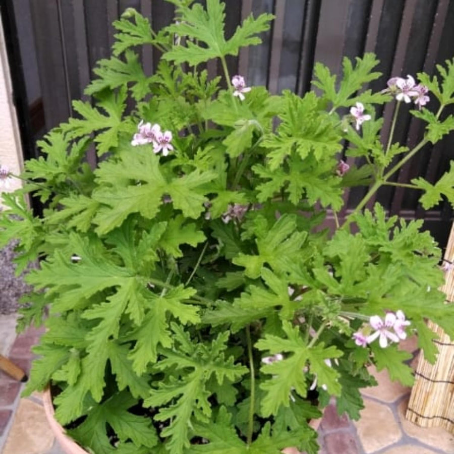 Pack 4 of Citronella Plants for Outside, Live Citronella Geranium Plants, 4 Inc Tall Perennial Garden Plant