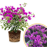 Bougainvillea Live Plant, Bougainvillea Flowering Vine Well Rooted 4-8 Inch Tall - Purple Variegated