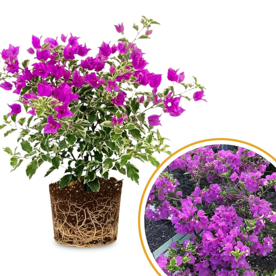 Bougainvillea Live Plant, Bougainvillea Flowering Vine Well Rooted 4-8 Inch Tall - Purple Variegated