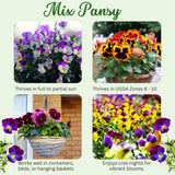 Set 2 Pansy Plants Live, Live Pansies Plant, 4-7 Inc Tall, Mix Pansy Seedling, Colorful Pansies Seedling for Indoor Outdoor Growing
