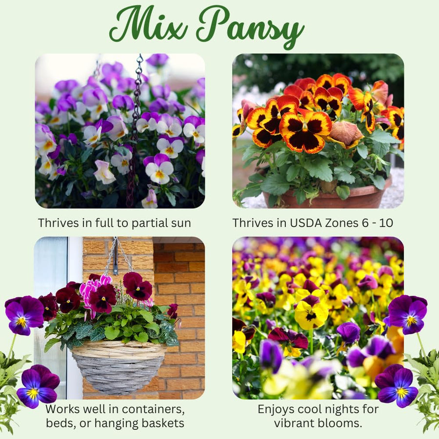 Set 2 Pansy Plants Live, Live Pansies Plant, 4-7 Inc Tall, Mix Pansy Seedling, Colorful Pansies Seedling for Indoor Outdoor Growing