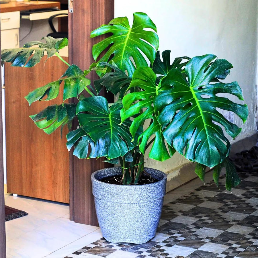 2 Swiss Cheese Plants Live, Monstera Live Plants, Swiss Cheese Philodendron House Plants for Planting, Rare Leaf Monstera 4 to 6 Leaves (Monstera Deliciosa)
