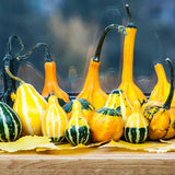 50 Mixed Gourd Seeds for Planting, Assorted Gourd Vegetable Seeds, Garden Seeds for Outdoor Growing