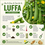 Luffa Plant Live, Loofah Gourd Vine Seedling, 4-8 Inc in 4 Inches Pot, Loofah Plant Live for Garden