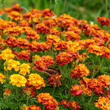 Orange Red Marigold Plants Live, 3 Starter Plant, Live Marigold Flower Plants Indoor or Outdoors Growing Planting Gardening
