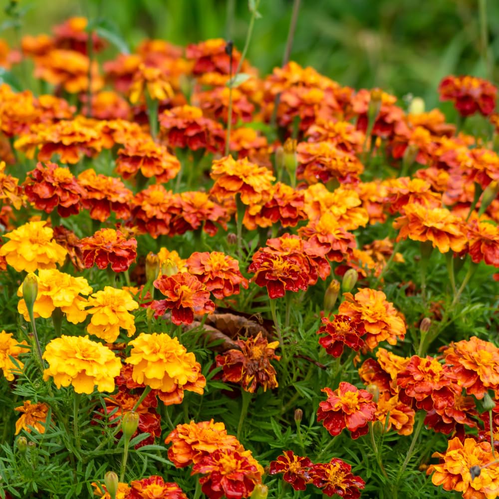 Orange Red Marigold Plants Live, 3 Starter Plant, Live Marigold Flower Plants Indoor or Outdoors Growing Planting Gardening