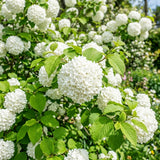 Snowball Bush Live Plant, Snowball Viburnum Bush, 2.5 Inc Pot, 8-10 Inc Tall, Viburnum Live Plant for Outdoor Garden and Landscape