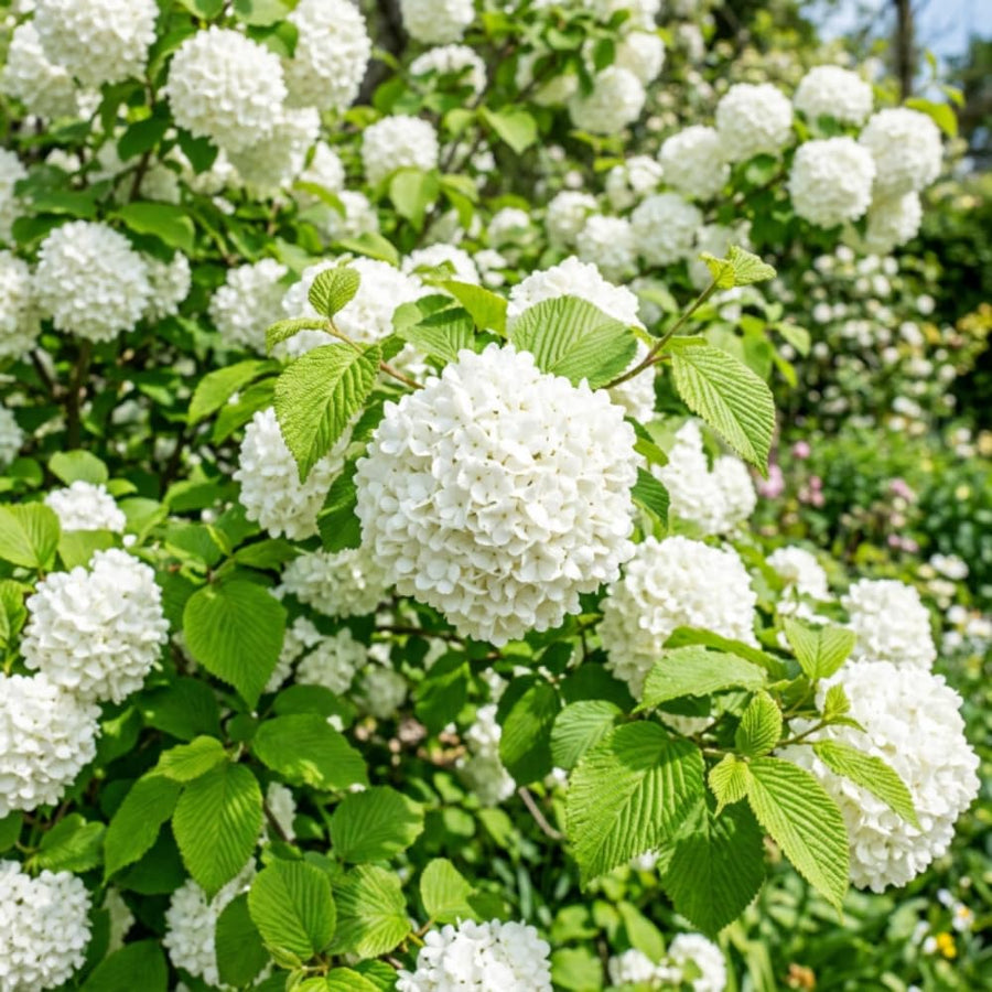 Snowball Bush Live Plant, Snowball Viburnum Bush, 2.5 Inc Pot, 8-10 Inc Tall, Viburnum Live Plant for Outdoor Garden and Landscape