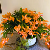 Orange Christmas Cactus Plant Live Christmas Cactus, Holiday Cactus Live Plant, 4 Inc Pot