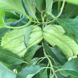 Chayote Squash Plant Live, Vegetable Plant, 8-10 Inches Tall, Outdoor Planting