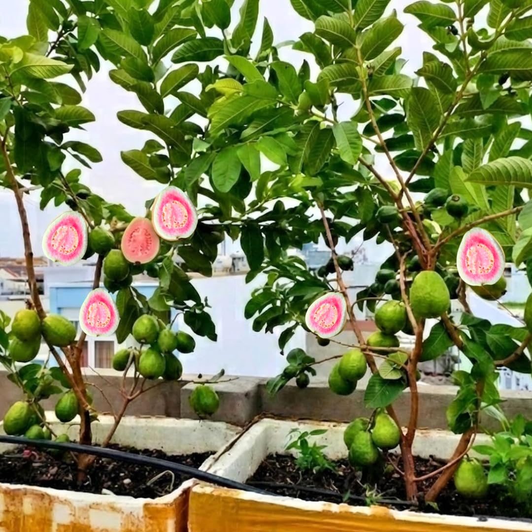 Sets 2 Mixed Pink and White Guava Trees Live Plants, Potted 8-12" in Tall Tropical Fruit Tree, Zones 9-11 for Outdoor Indoor Planting