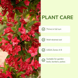 Red Weigela Plant Live, Flowering Weigela Bush, 8-12'' Tall in Quart Pot, Perennial Shrub for Outdoor Planting