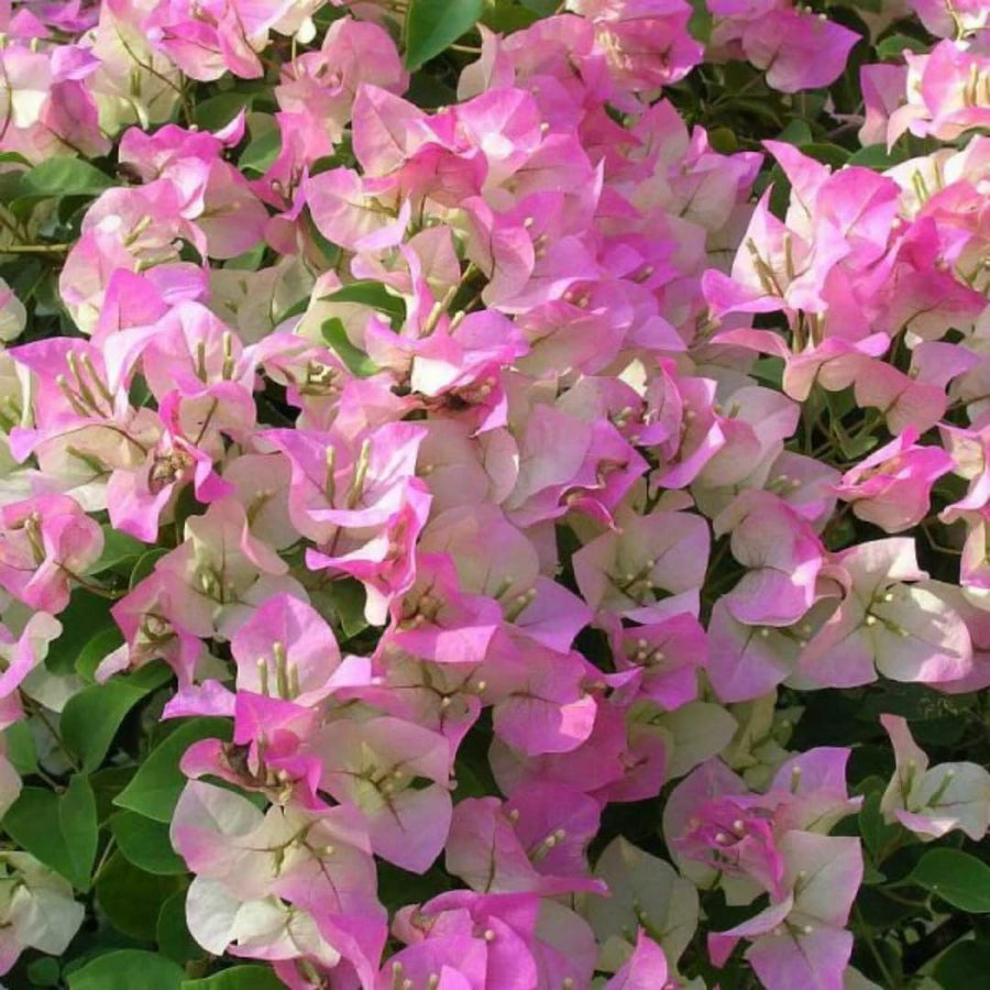 White Pink Bougainvillea Tree Live Plant, 1 Year Old Ready to Plant Outdoor, Very Hardy