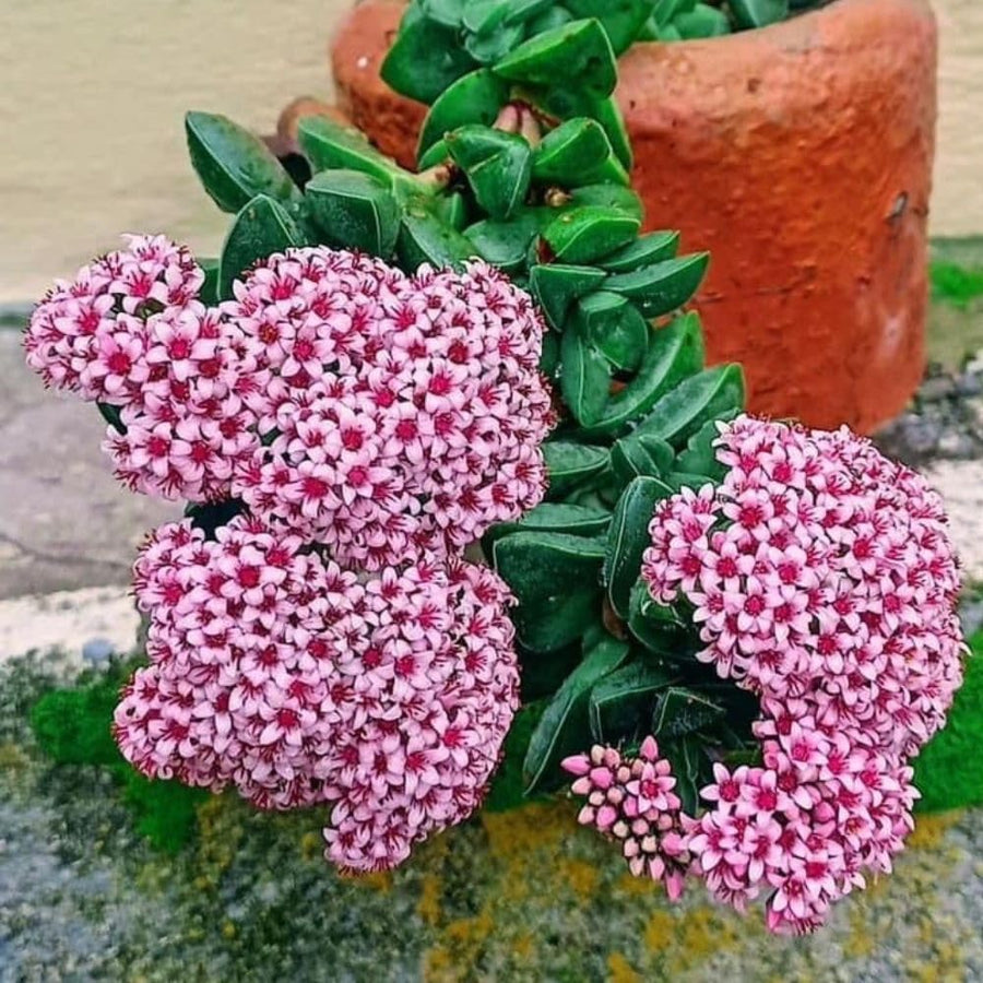 Crassula Spring Live Plant, 2 Inch Pot, Compact Crassula Succulent Live Plant Full Rooted