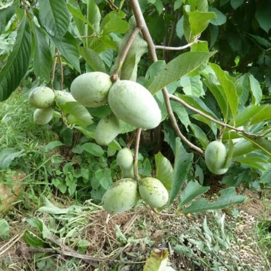 2 Pawpaw Trees Live Plants, Paw Paw Asimina Triloba, Well Rooted Plant Live, 7 to 16 Inc Tall, Mango Papaya Like