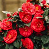 Camellia Plant Live, Camellia Flower Shrub, Well-Rooted in Pot, Cold Hardy Plant for Indoor Outdoor, 8-12'' Tall (Red)