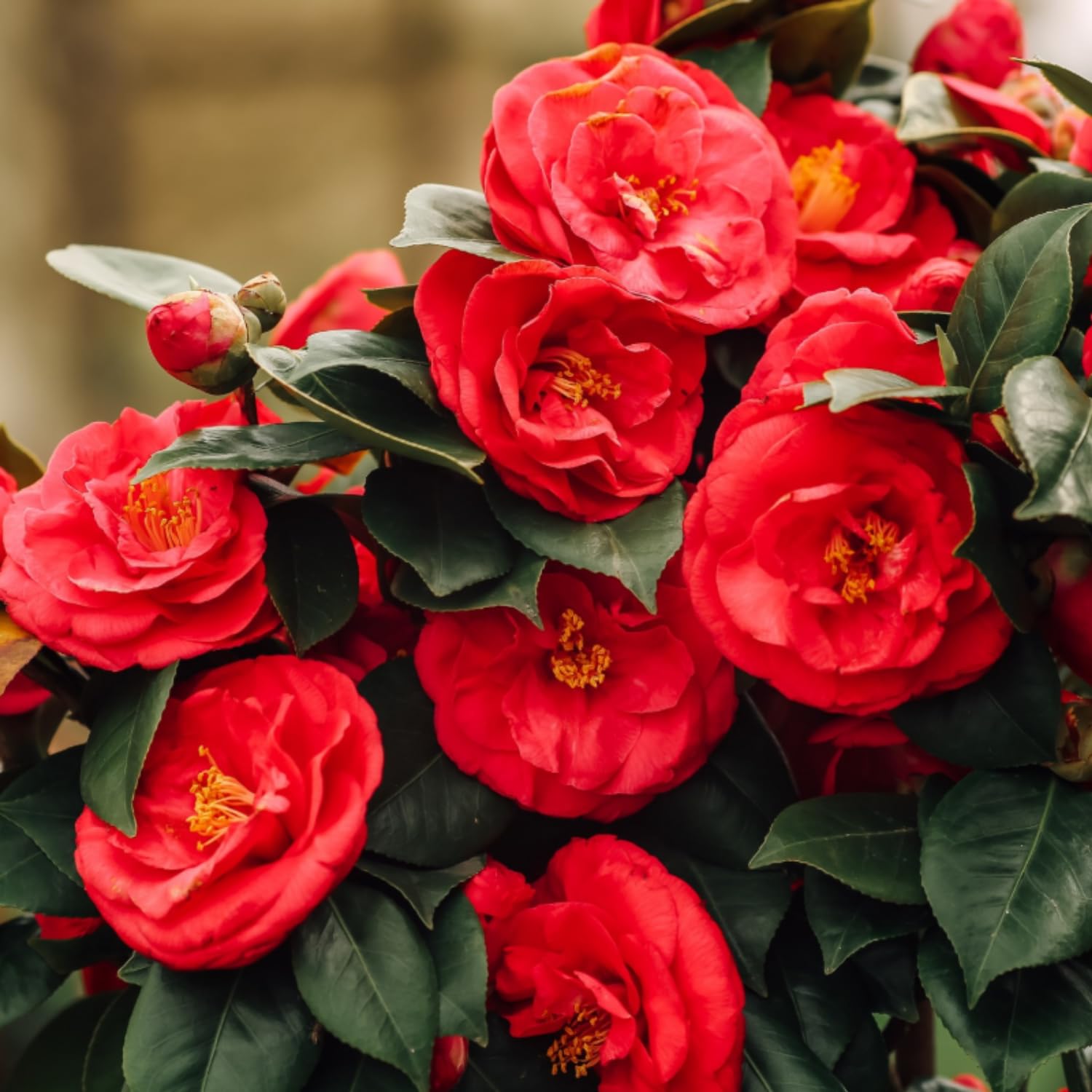 Camellia Plant Live, Camellia Flower Shrub, Well-Rooted in Pot, Cold Hardy Plant for Indoor Outdoor, 8-12'' Tall (Red)