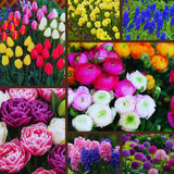 60 Mix Spring Flower Bulbs for Fall Planting, Colorful Flower Bulbs Perennial Outdoor, Top Size Bulb for Garden