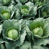 Set 500 Cabbage Seeds for Planting, Cabbage Seed, Cold Hardy, Green Vegetable for Outdoor Garden