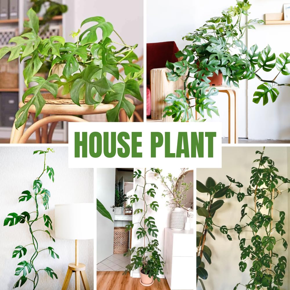 2 Monstera Plants Live, Swiss Cheese Philodendron Plant, Ornamental Tropical Well-Rooted, 4 to 5 Leaves for Indoor Houseplant (Mini Monstera)