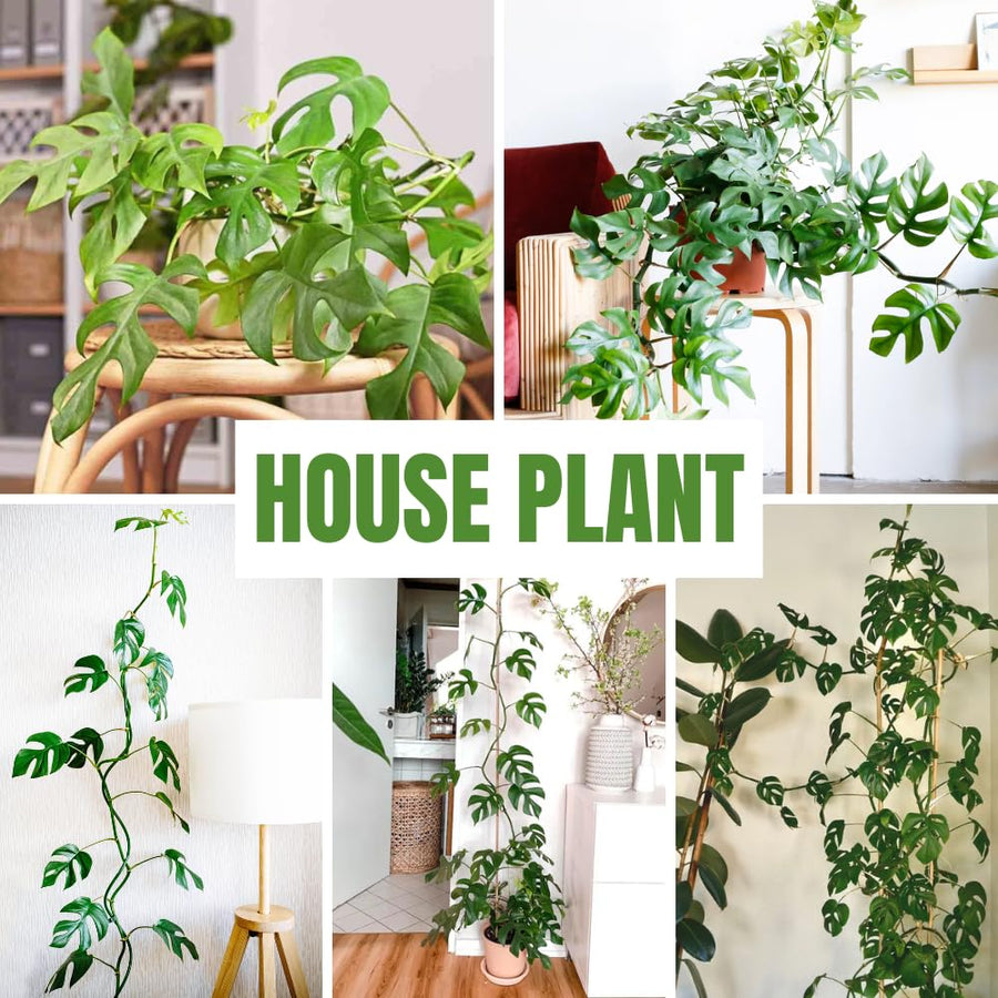 2 Monstera Plants Live, Swiss Cheese Philodendron Plant, Ornamental Tropical Well-Rooted, 4 to 5 Leaves for Indoor Houseplant (Mini Monstera)