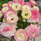 Ranunculus Bulbs, 25 Ranunculus Bulbs, French Peony Style Buttercup Corms, Spring Blooming Garden Flowers, Vibrant Flower Plant (Rare Pink Ranunculus)