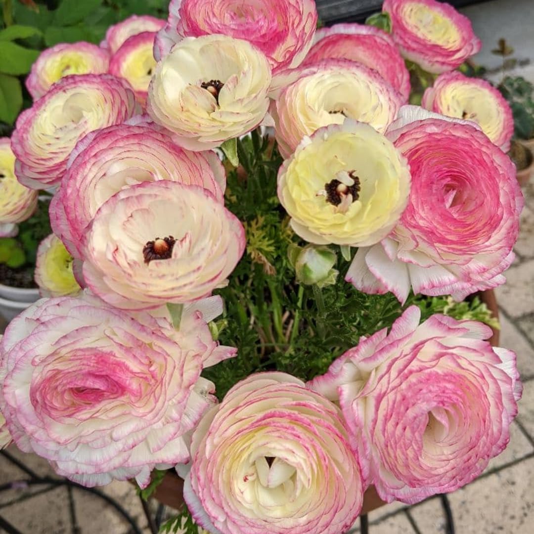 Ranunculus Bulbs, 25 Ranunculus Bulbs, French Peony Style Buttercup Corms, Spring Blooming Garden Flowers, Vibrant Flower Plant (Rare Pink Ranunculus)