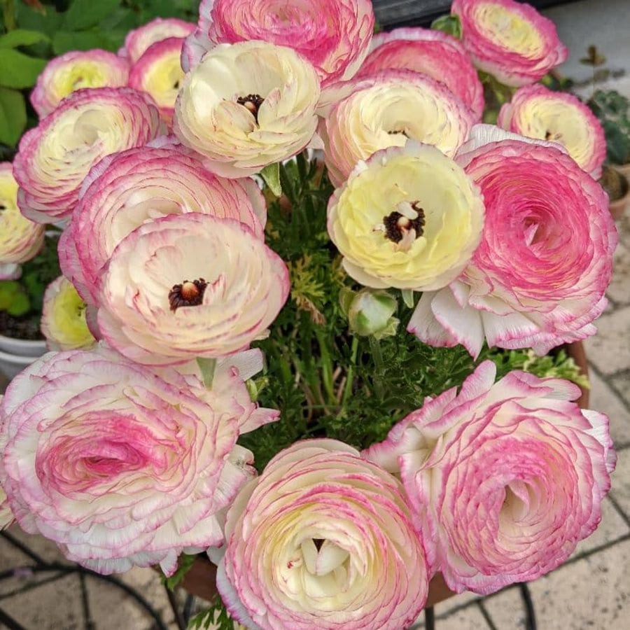 Ranunculus Bulbs, 25 Ranunculus Bulbs, French Peony Style Buttercup Corms, Spring Blooming Garden Flowers, Vibrant Flower Plant (Rare Pink Ranunculus)