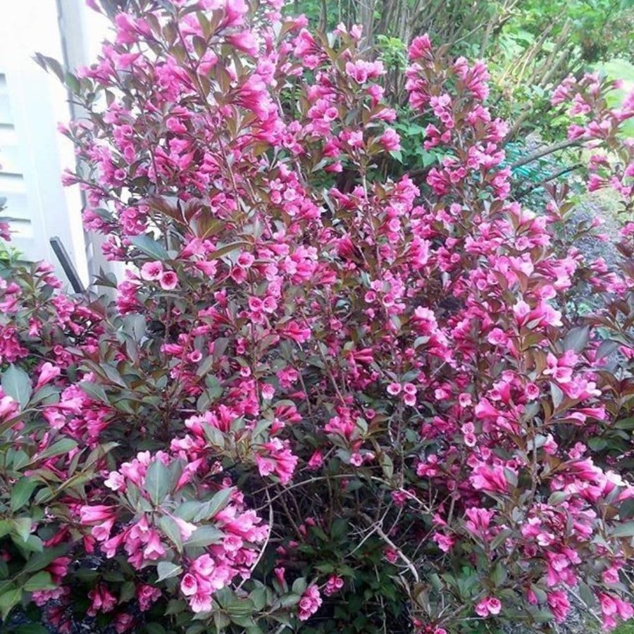 Pink Weigela Plant in Quart Pot, Weigela Live Plant, Live Shrub for Outdoor Garden, Spring Blooming Flower Bush