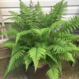 5 Lady Fern Rhizomes Live Plants for Planting, Ferns Live Plants Outdoors Indoors Full Shade, Bare Roots, Fast-Growing
