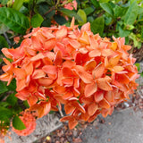 Set 4 Orange Red Ixora Plants Well Rooted, Ixora Flowering Shrub Plugs 3-5 Inches, Tropical Ixora Bush for Growing