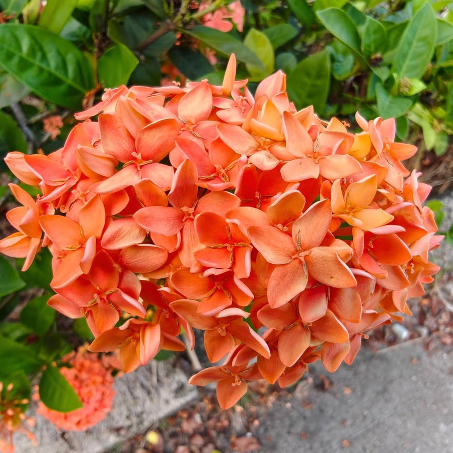 Set 4 Orange Red Ixora Plants Well Rooted, Ixora Flowering Shrub Plugs 3-5 Inches, Tropical Ixora Bush for Growing