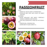 Purple Passion Fruit Plant Live, 10-12 Inches Tall in 4 Inch Pot, Passiflora Tropical Vine for Outdoor Growing, Passionfruit Seedling
