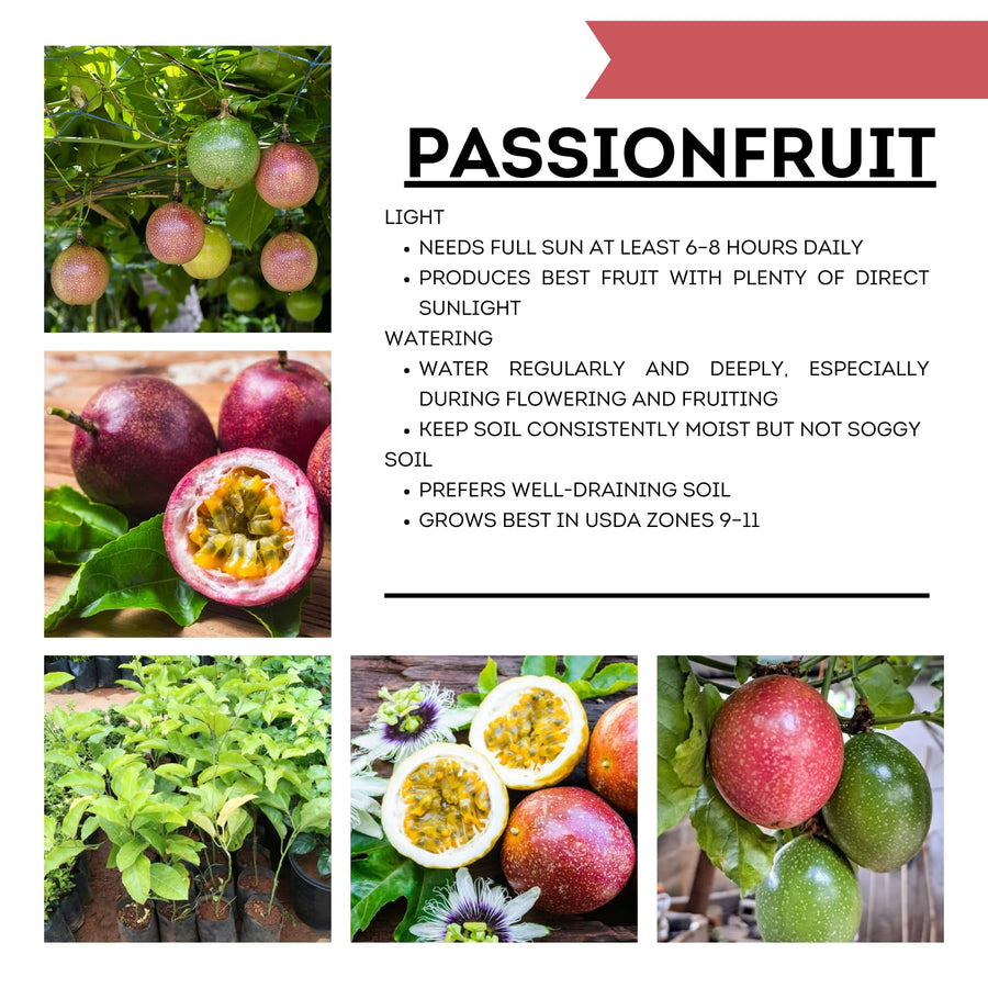 Purple Passion Fruit Plant Live, 10-12 Inches Tall in 4 Inch Pot, Passiflora Tropical Vine for Outdoor Growing, Passionfruit Seedling